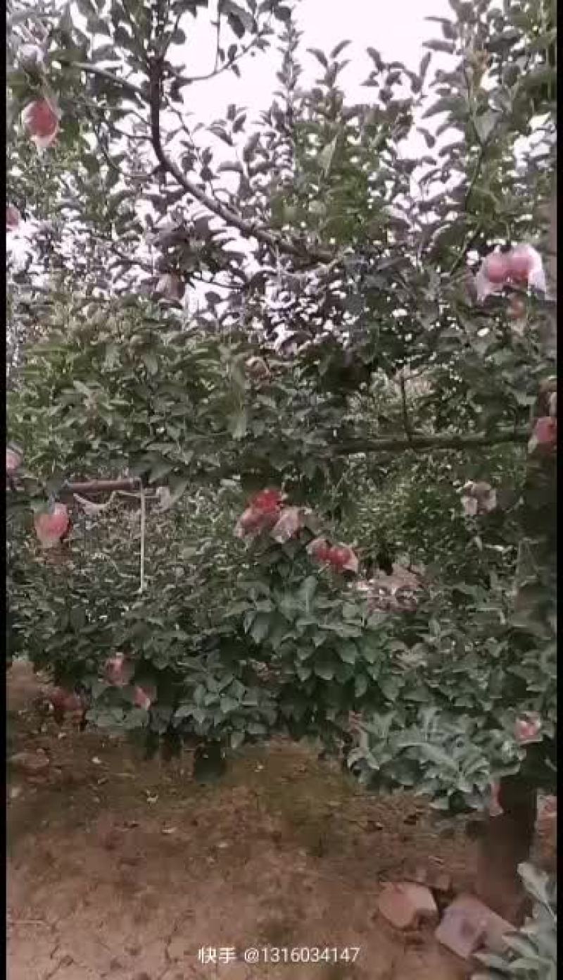 河北省邢台市隆尧县国红苹果