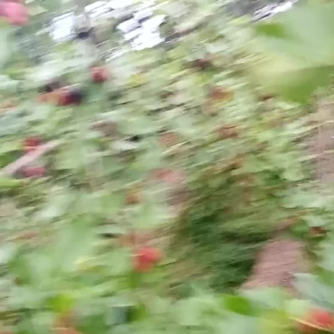 新鲜桑椹