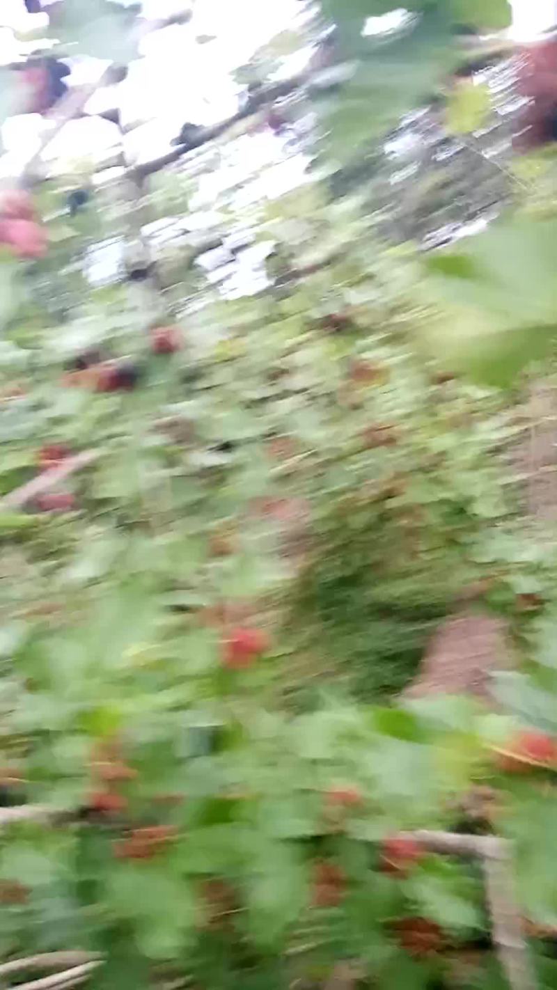 新鲜桑椹