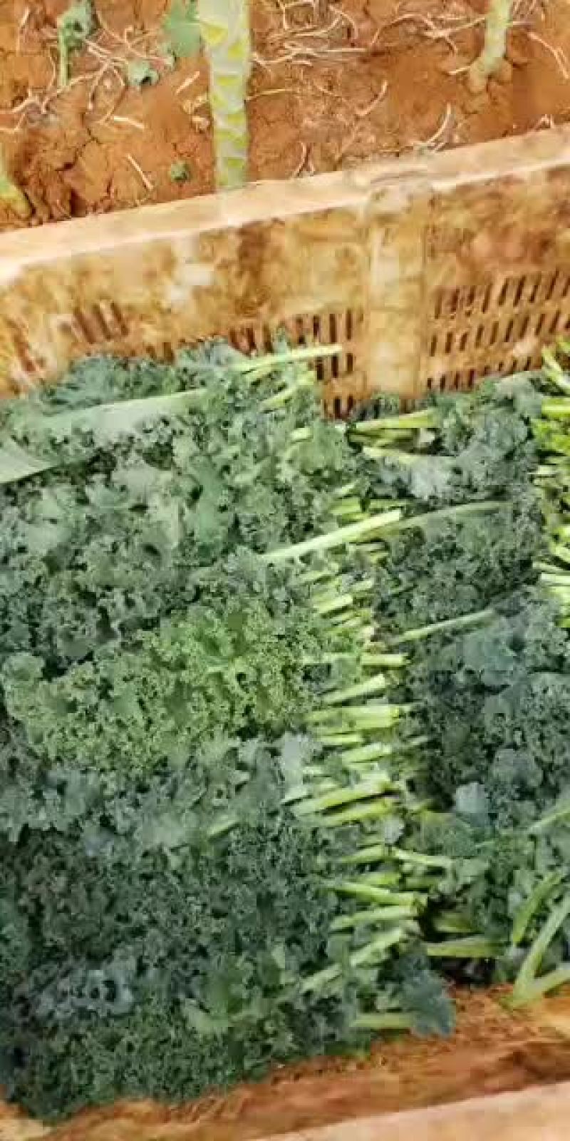精品蔬菜特菜羽衣甘蓝