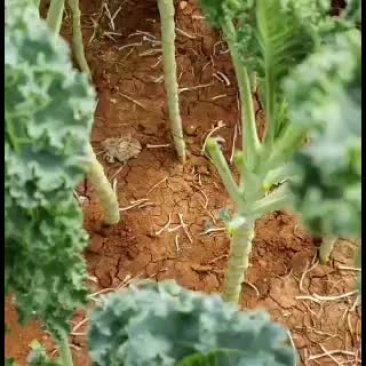 精品蔬菜特菜羽衣甘蓝