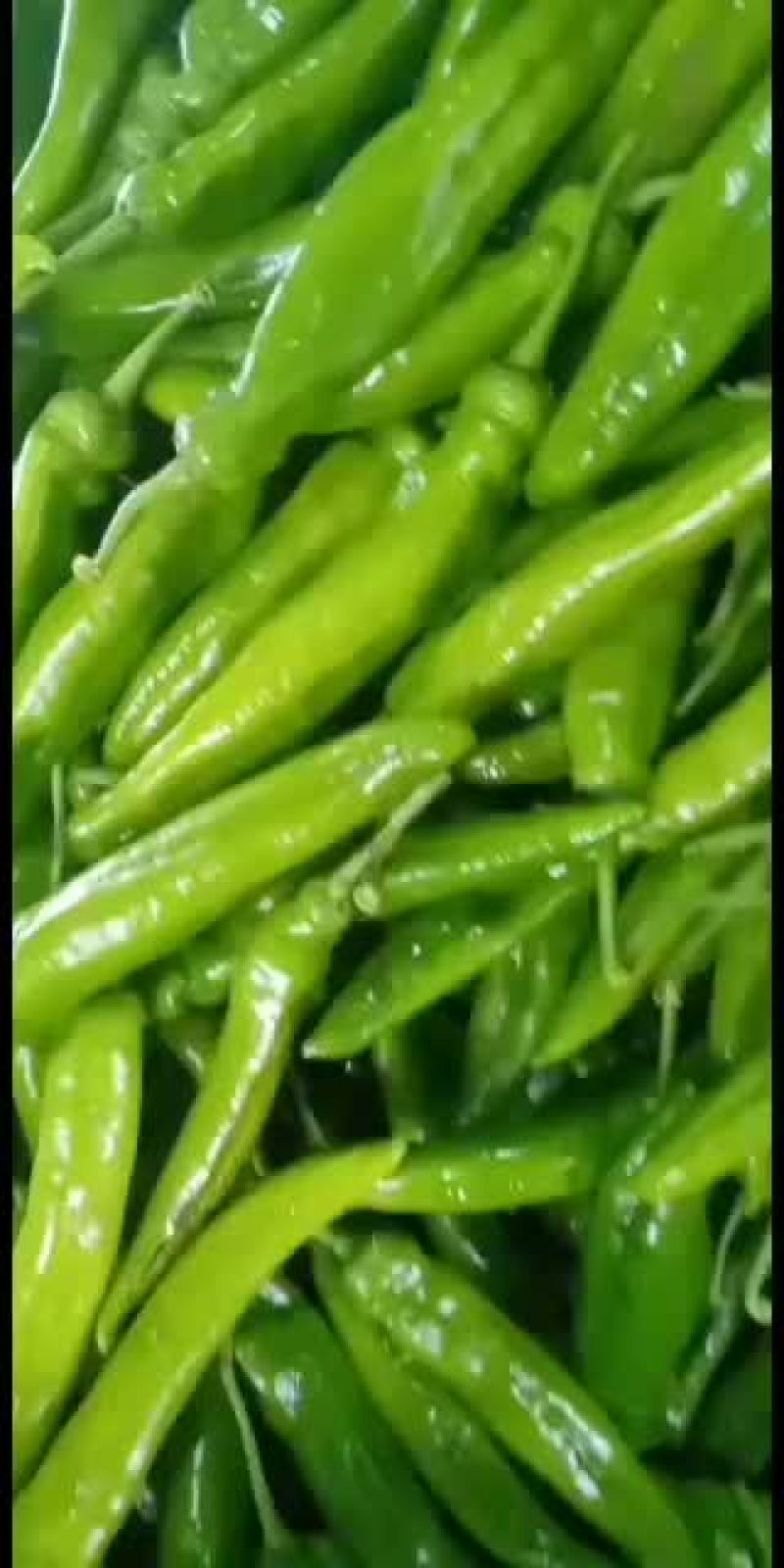 尖椒，青辣椒，长剑尖椒