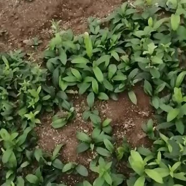 出售朱砂点的北苍术苗