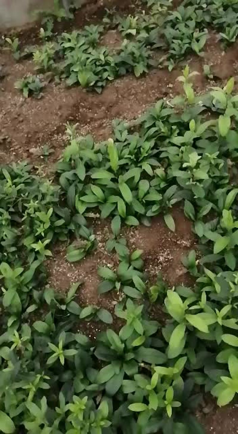 出售朱砂点的北苍术苗