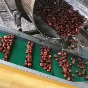 栗子-----丹东国利板栗
