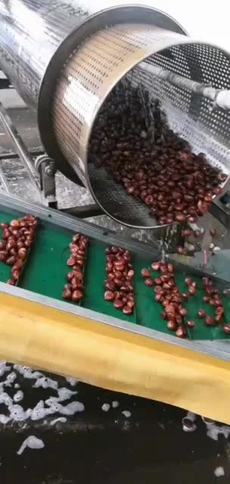 栗子-----丹东国利板栗