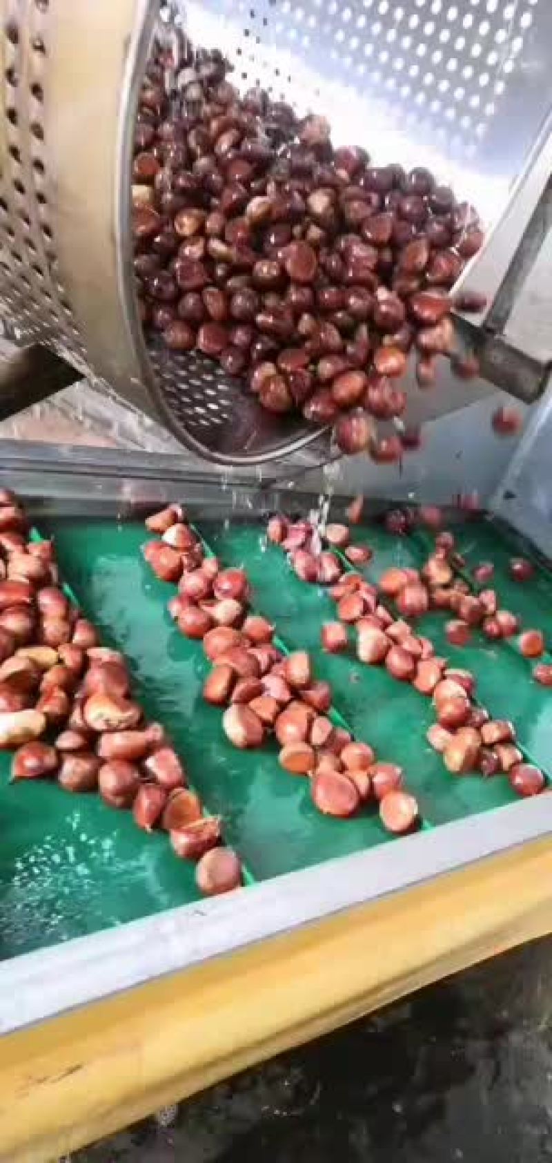 栗子-----丹东国利板栗