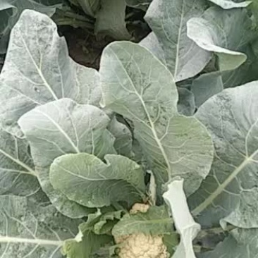 有机菜花大量上市啦！有需要的老板联系！