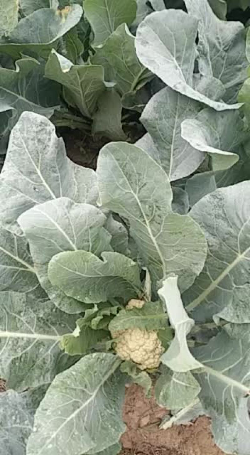 有机菜花大量上市啦！有需要的老板联系！