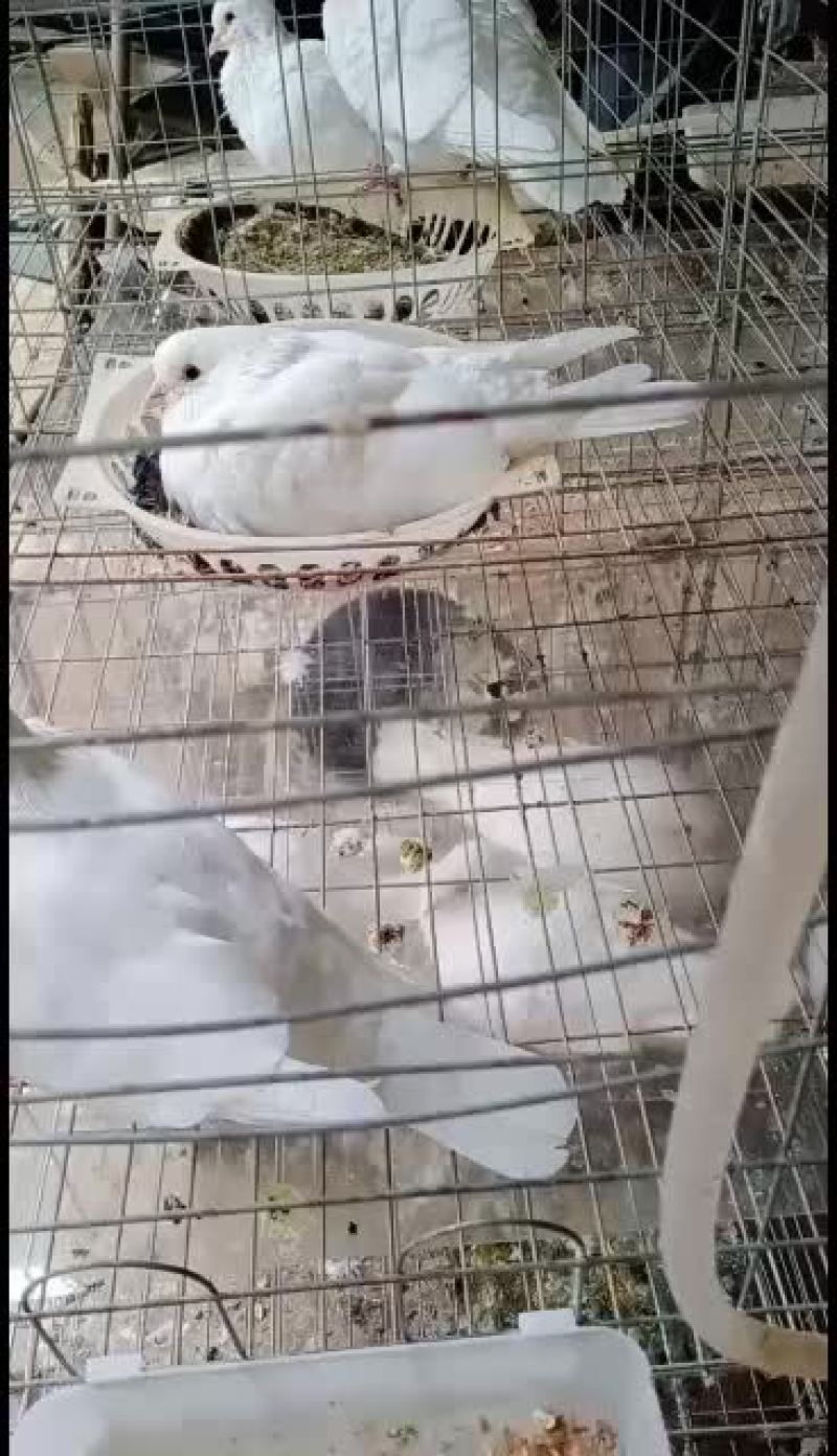 出售白羽王，落地王种鸽，青年鸽