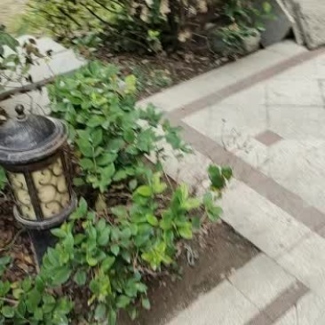 工地，上盆用吉祥草，量大起批