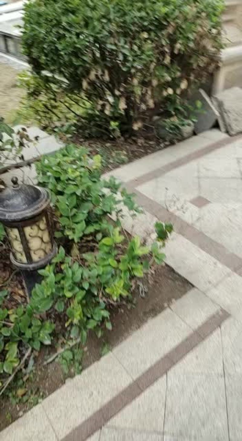 工地，上盆用吉祥草，量大起批