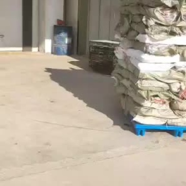 去头红娘鱼常年保质保量规格齐全