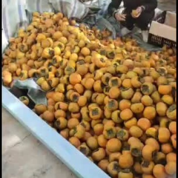 现货供应脆甜柿子，脆甜爽口