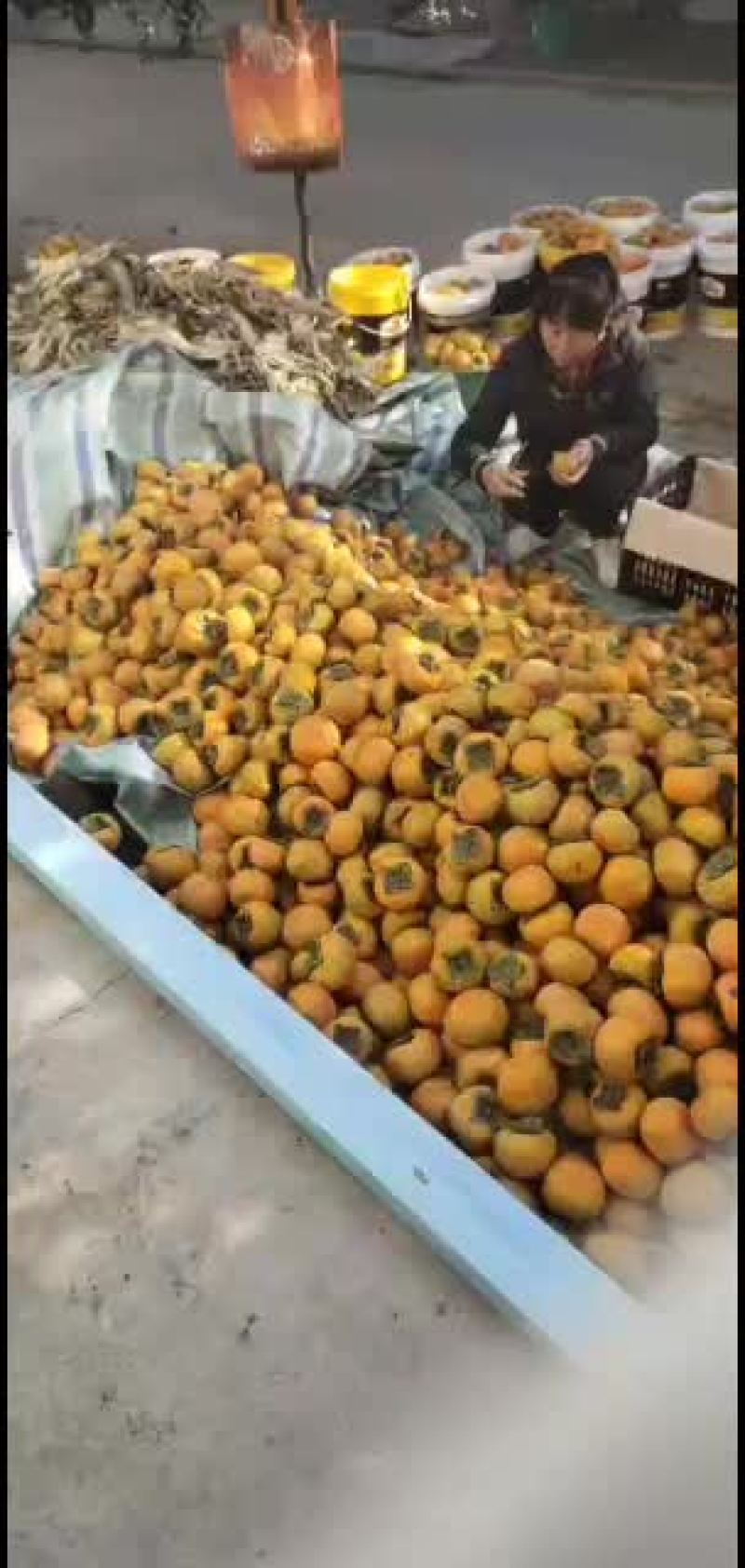 现货供应脆甜柿子，脆甜爽口
