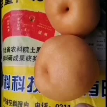 晚秋黄梨大量有货价格便宜产地直供