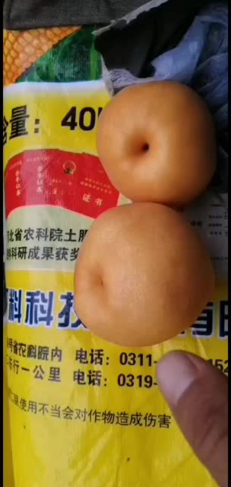 晚秋黄梨大量有货价格便宜产地直供