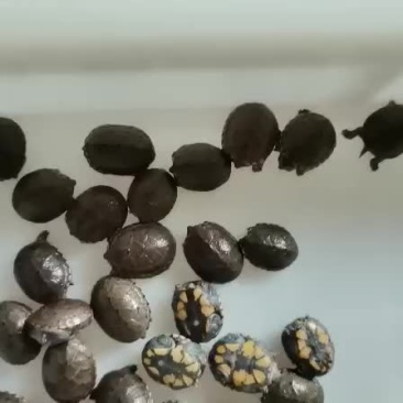 黄泽龟黄泽蛋龟巨头虎纹剃刀头盔麝香