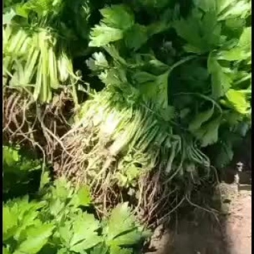 地拔法国皇后芹菜苗大量上市看质量