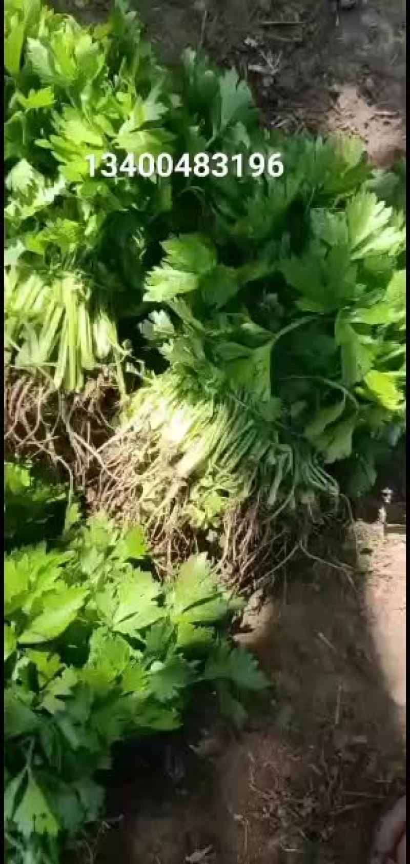 地拔法国皇后芹菜苗大量上市看质量