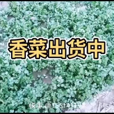 自种精品香菜马上出货