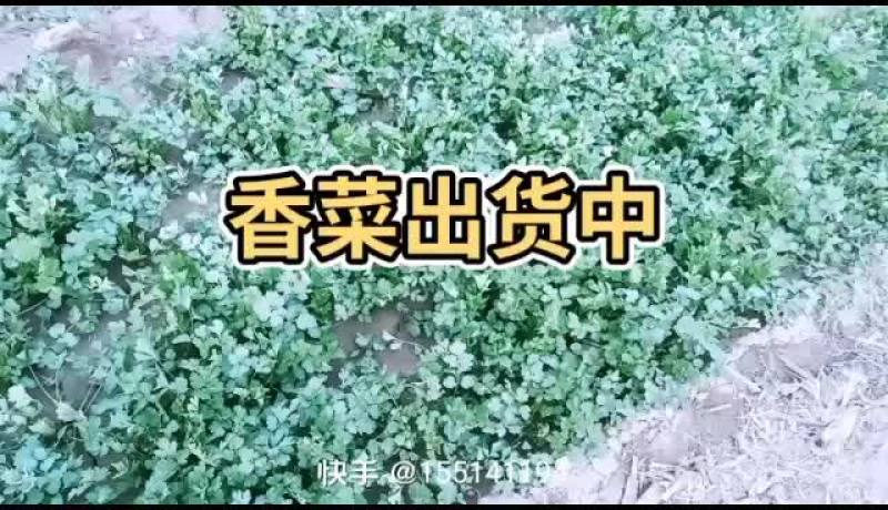 自种精品香菜马上出货