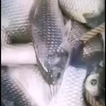 鲫鱼长期供应各种淡水鱼
