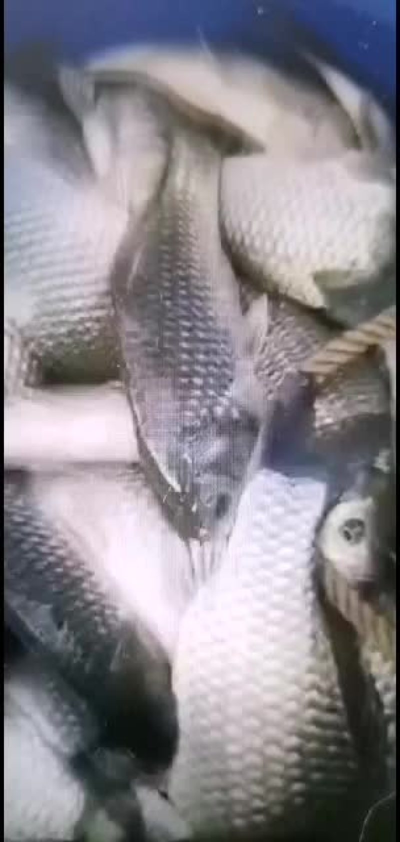 鲫鱼长期供应各种淡水鱼