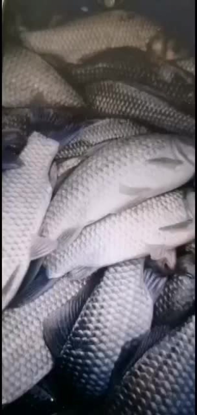 鲫鱼长期供应各种淡水鱼