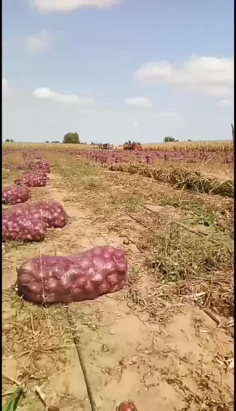 洋葱大量有货有要的打电话
