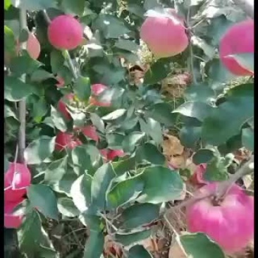 寒富士苹果大量下货中