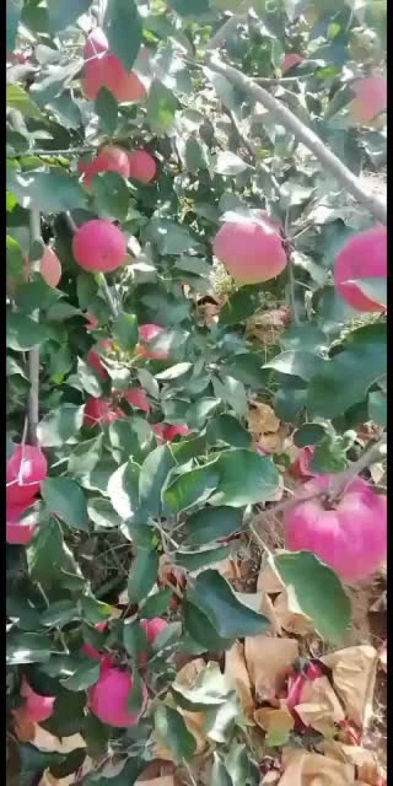 寒富士苹果大量下货中