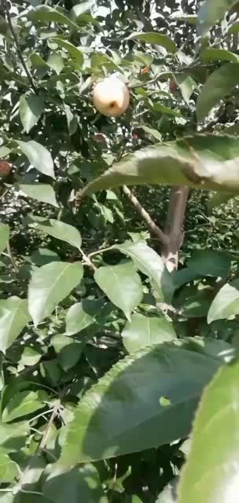 寒富士苹果大量下货中