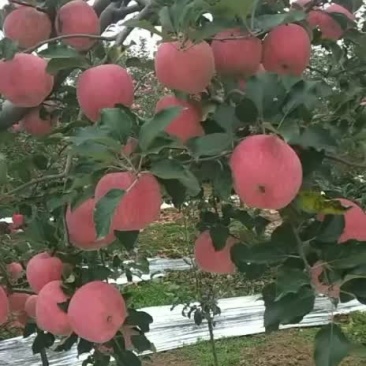 陕西2024年红富士🍎上市销售红富士苹果口感细腻