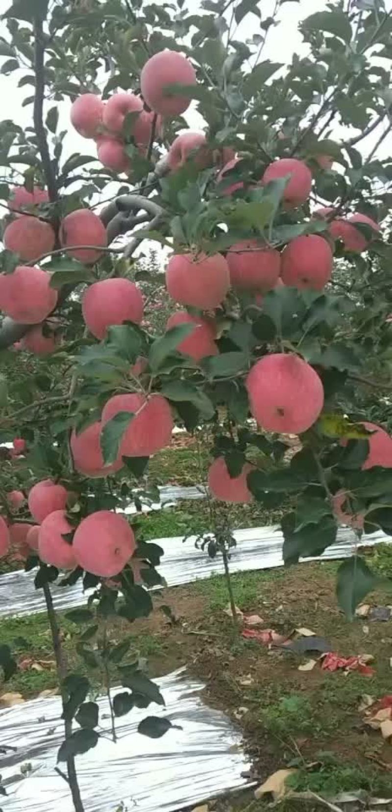 陕西2024年红富士🍎上市销售红富士苹果口感细腻