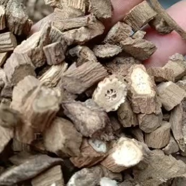 牛蒡根正宗黄金肝养肝牛蒡湿瘦身野生大片牛蒡根