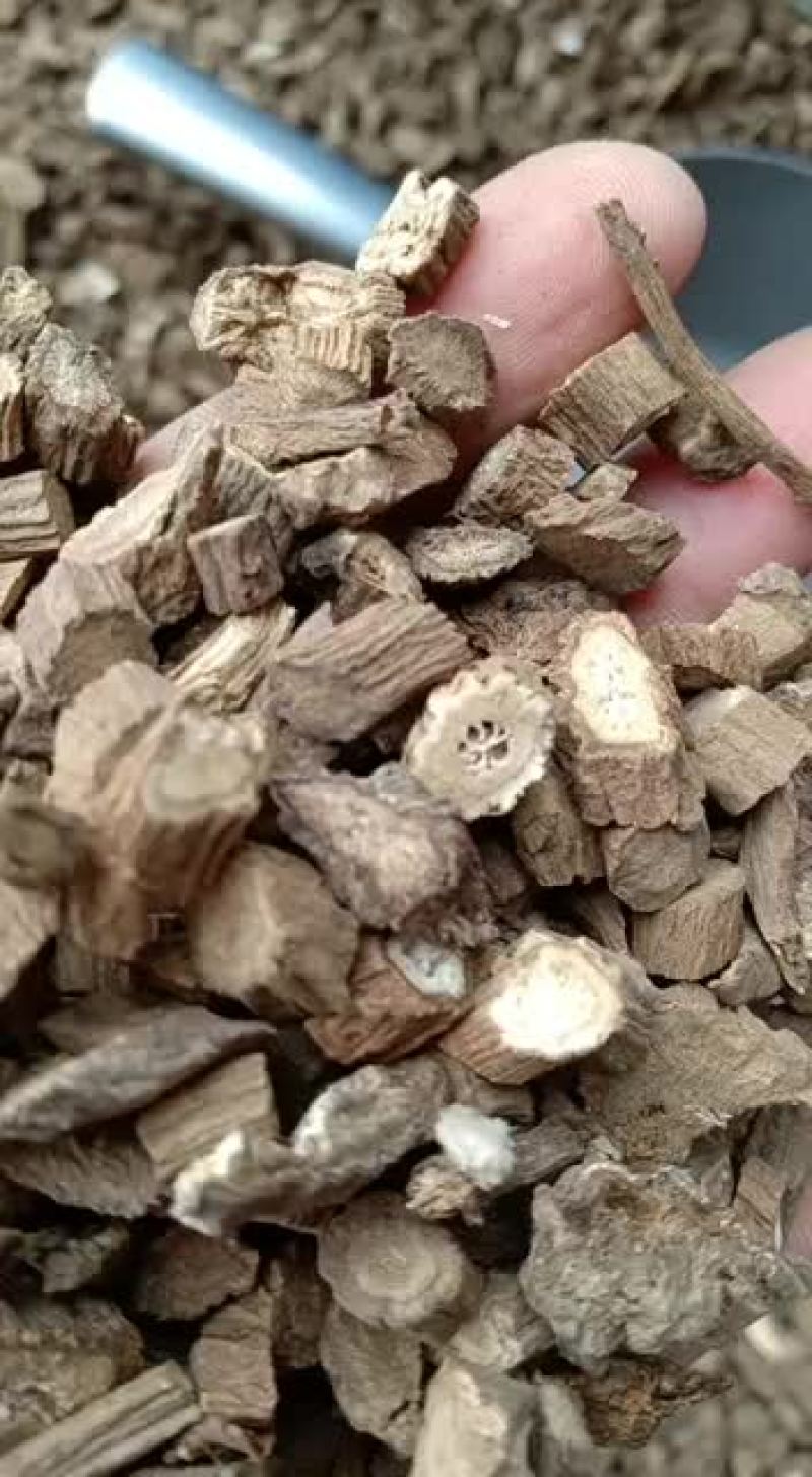牛蒡根正宗黄金肝养肝牛蒡湿瘦身野生大片牛蒡根