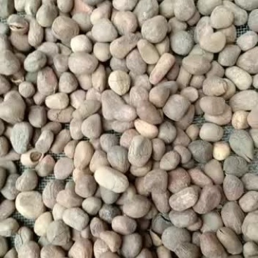 中药材大枫子优质精选大风子米康茄,尾加木500克包邮大