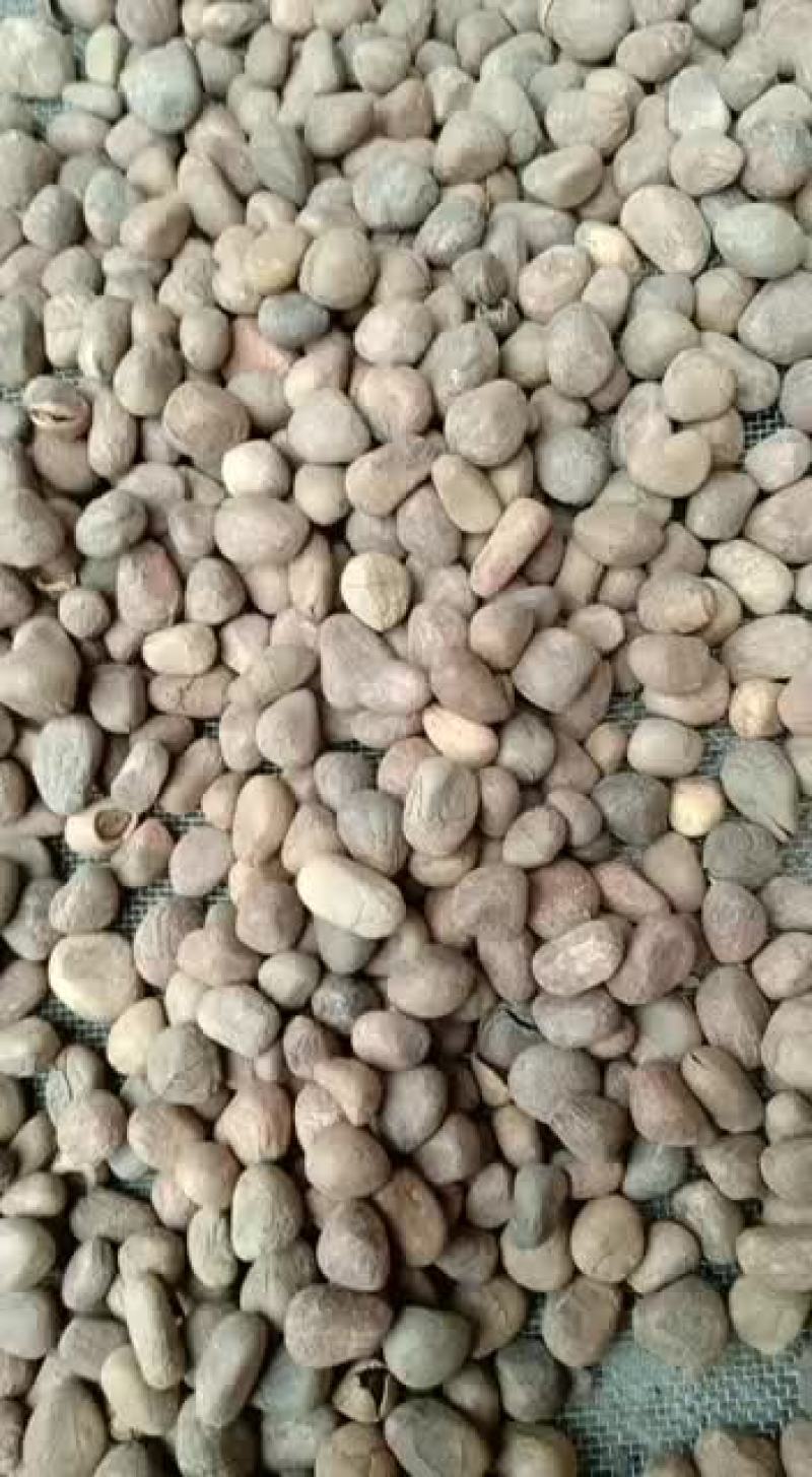 中药材大枫子优质精选大风子米康茄,尾加木500克包邮大