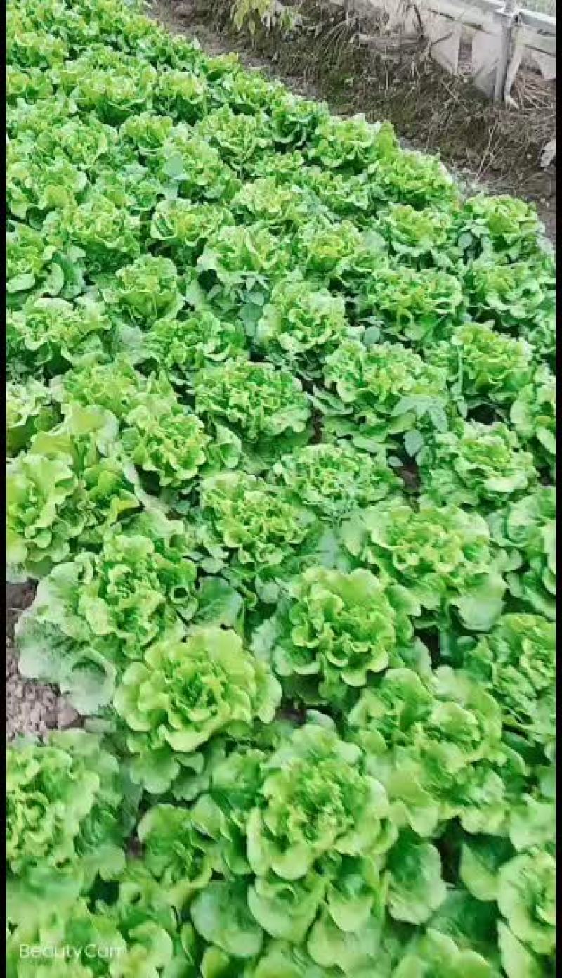 精品生菜质量保证价格合理