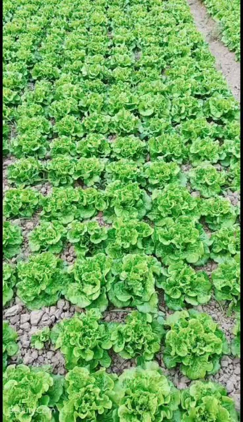 精品生菜质量保证价格合理