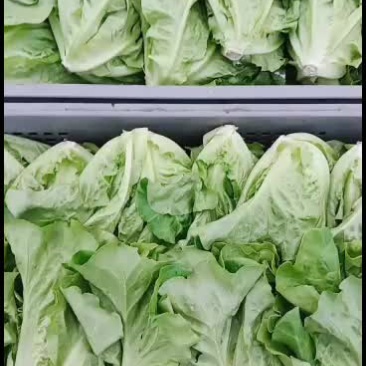 精品生菜质量保证价格合理