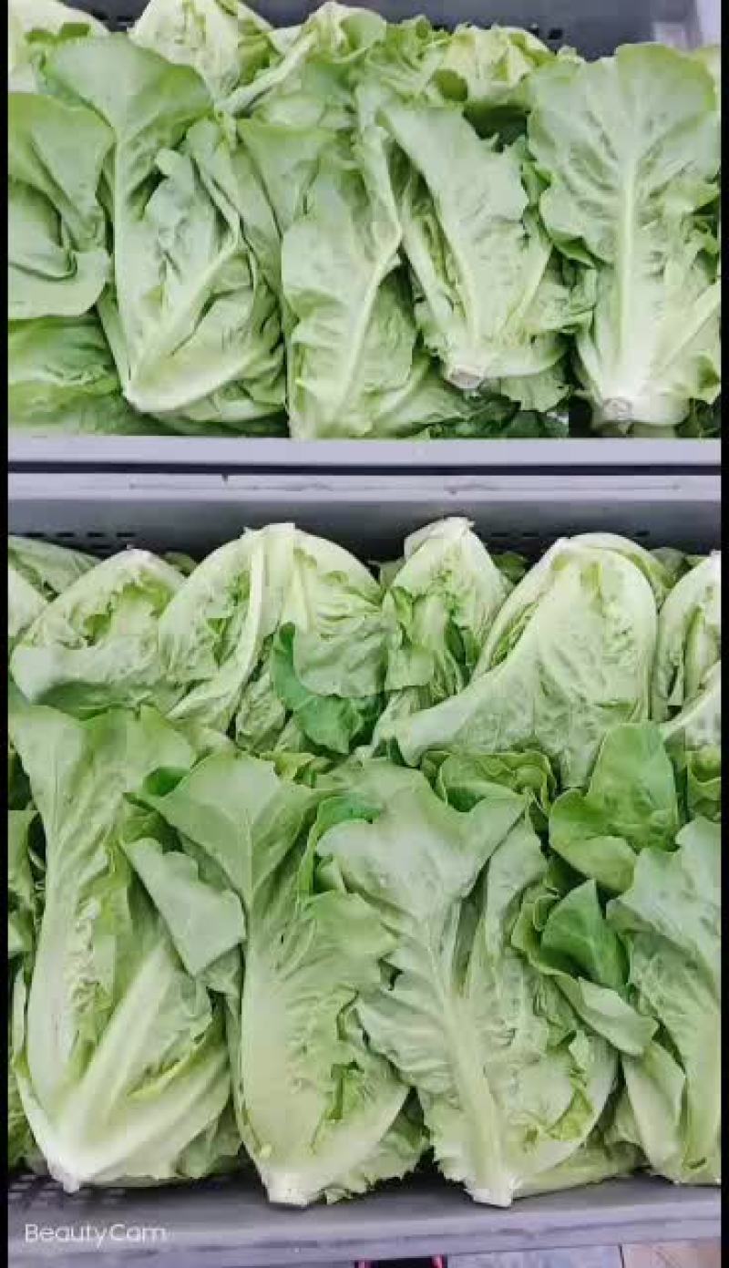 精品生菜质量保证价格合理