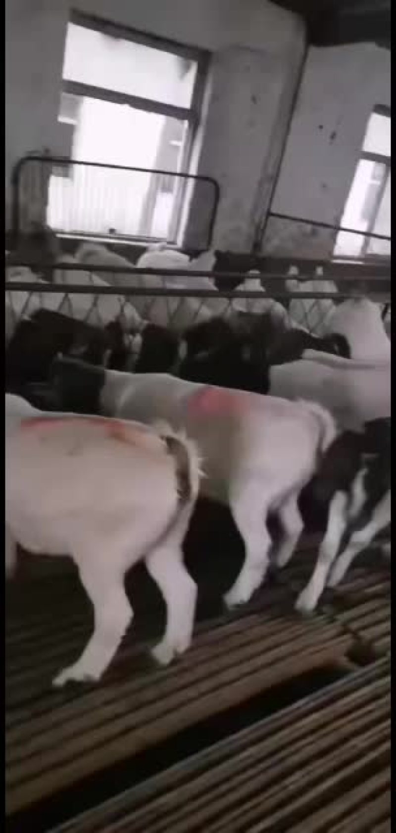 波尔山羊，纯种波尔，基础母羊