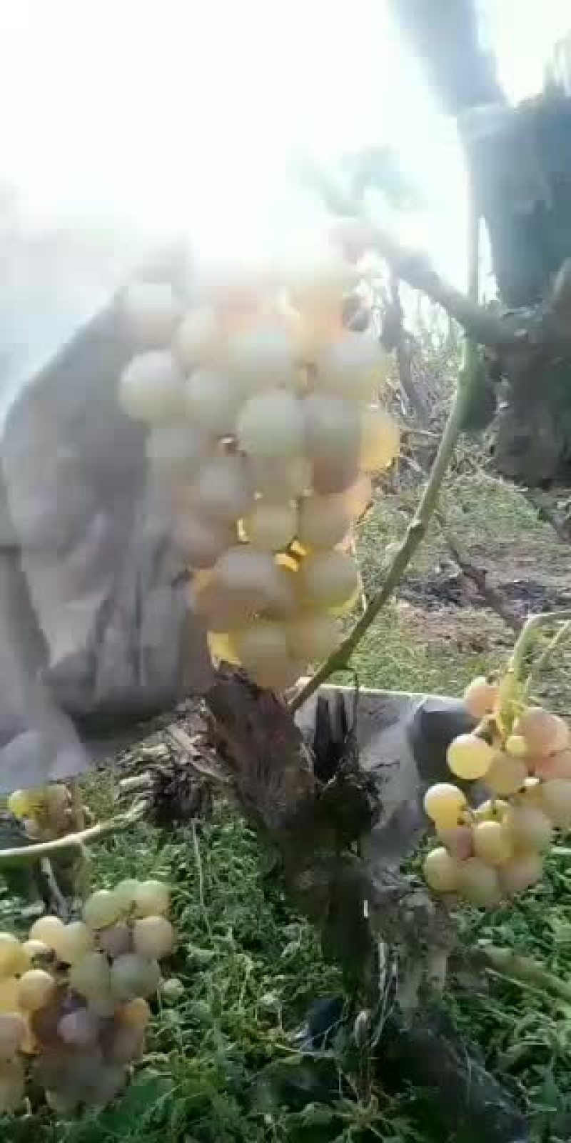 巨峰葡萄大量现货有的是