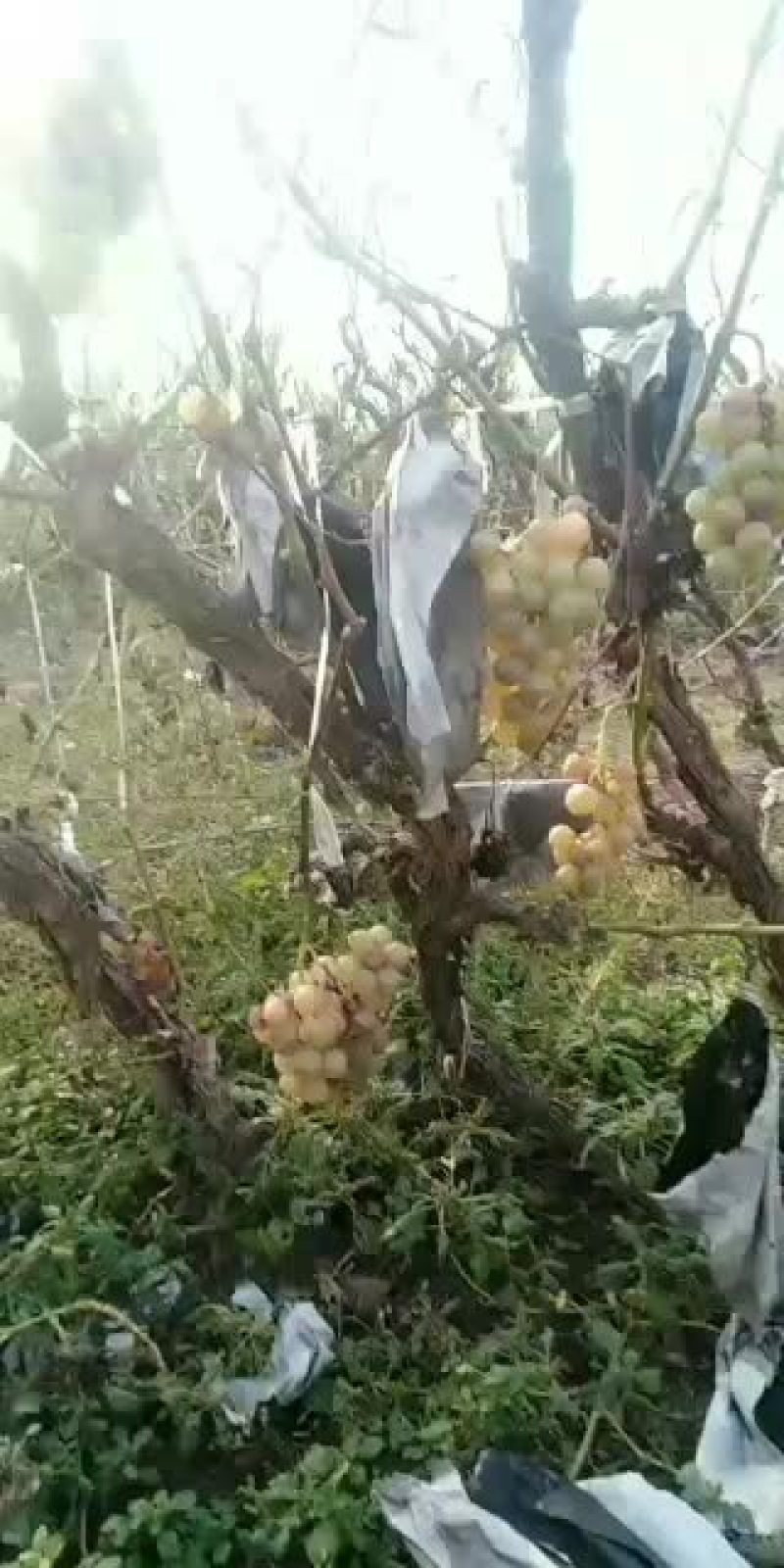 巨峰葡萄大量现货有的是