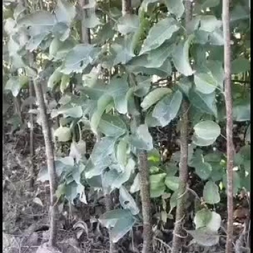 苹果梨苗，大量出售，好年