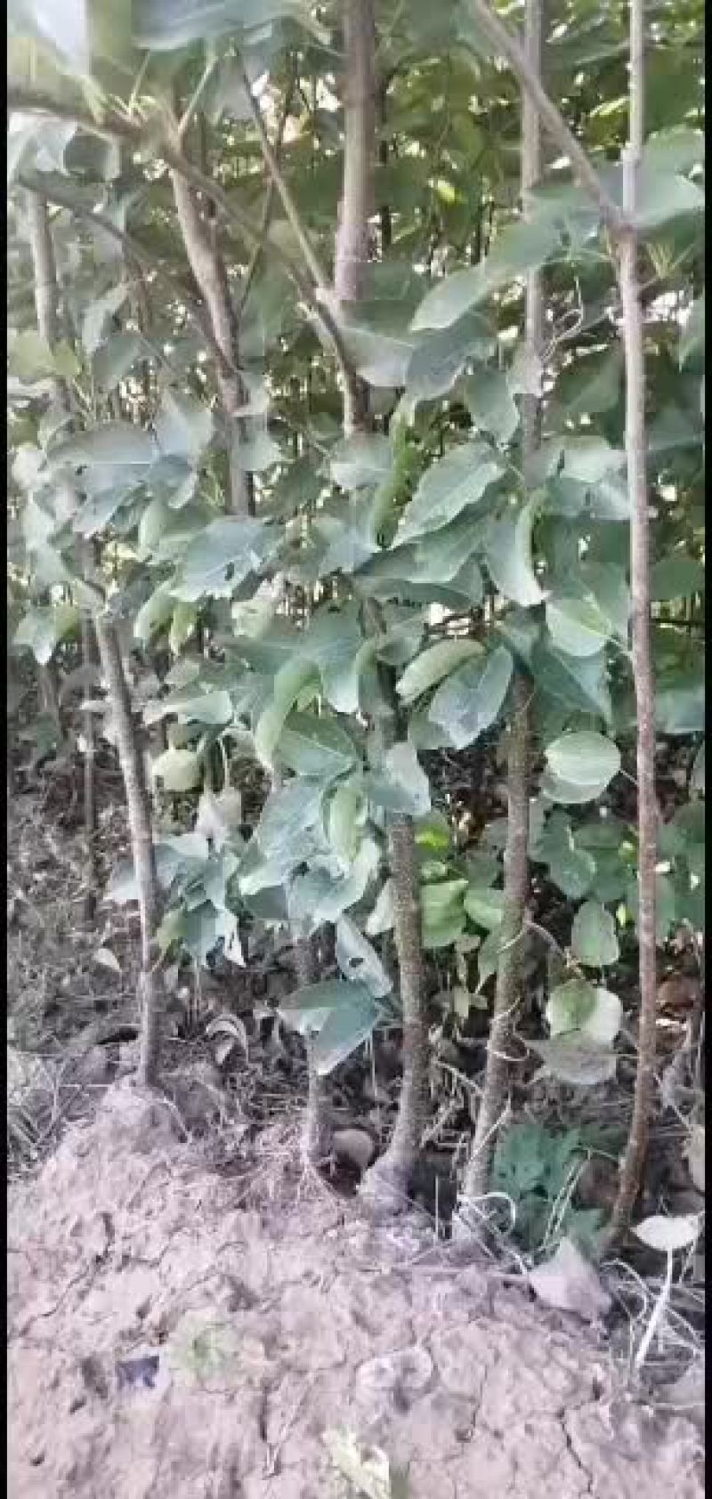 苹果梨苗，大量出售，好年