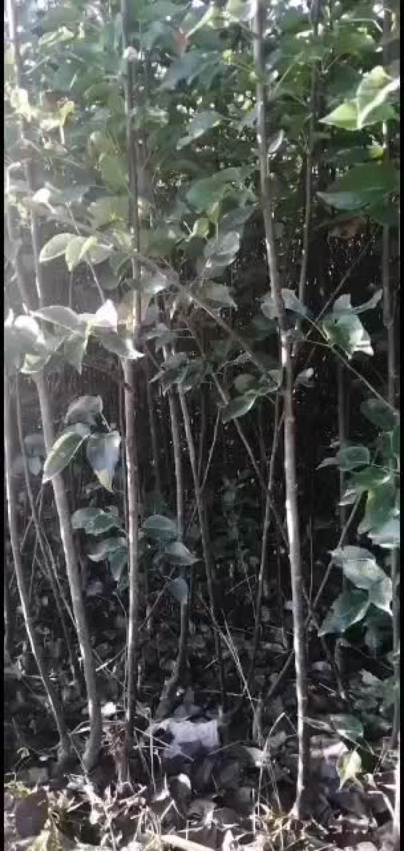 苹果梨苗，大量出售，好年