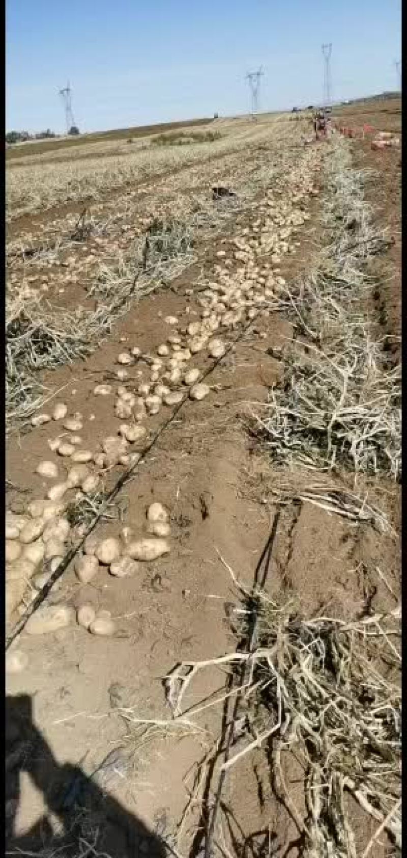 大白花土豆内蒙古沙地土豆